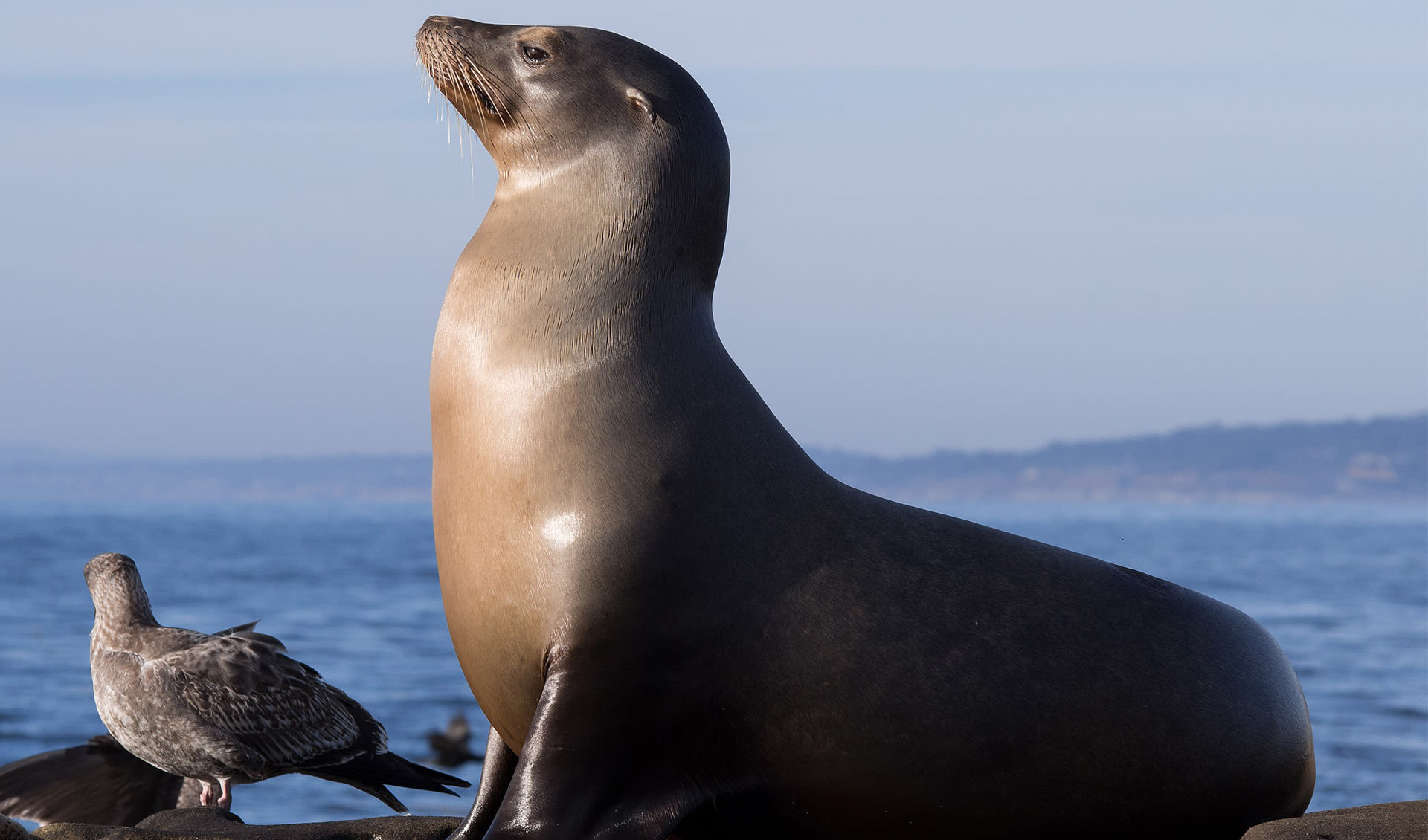 California Sea Lion Facts Distribution Population BioDB california-sea-lion-facts-distribution-population-biodb